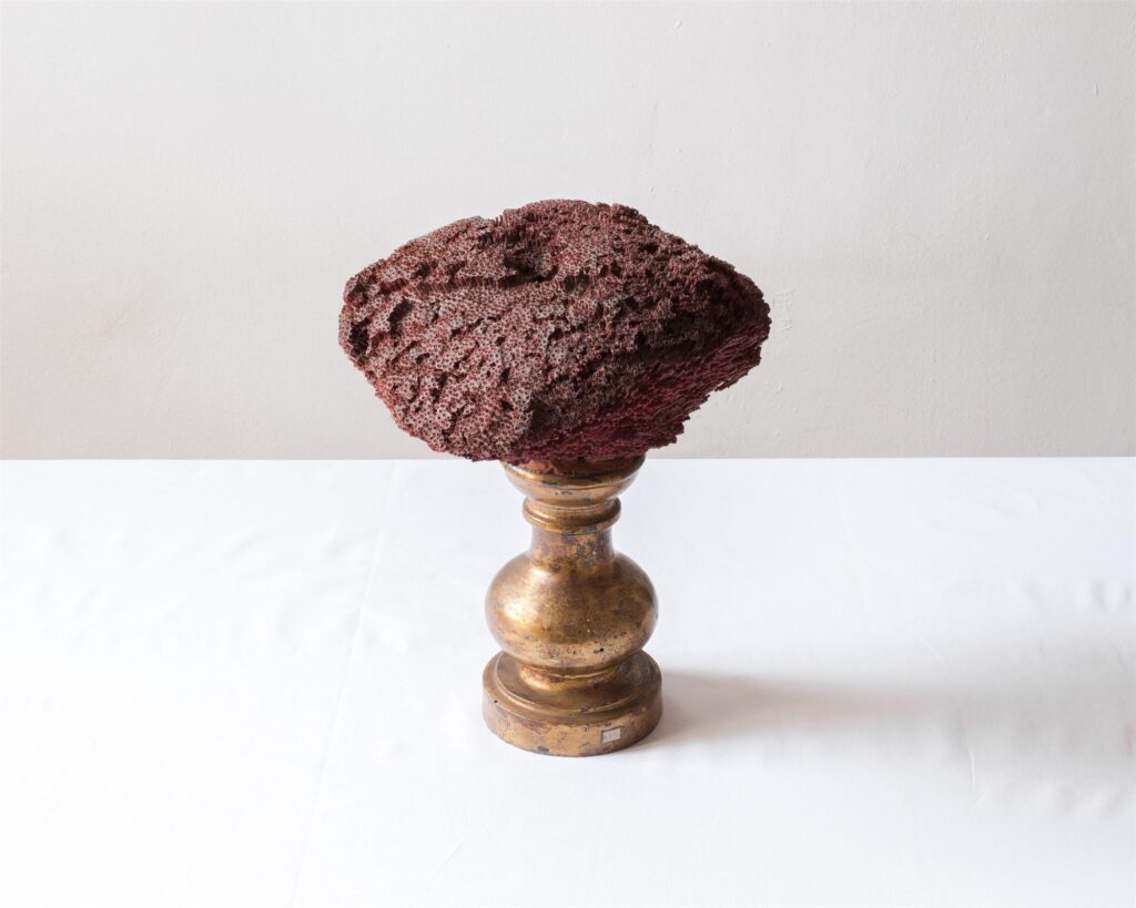 Vis Montium (Coral Collezione Spallanzani #12)